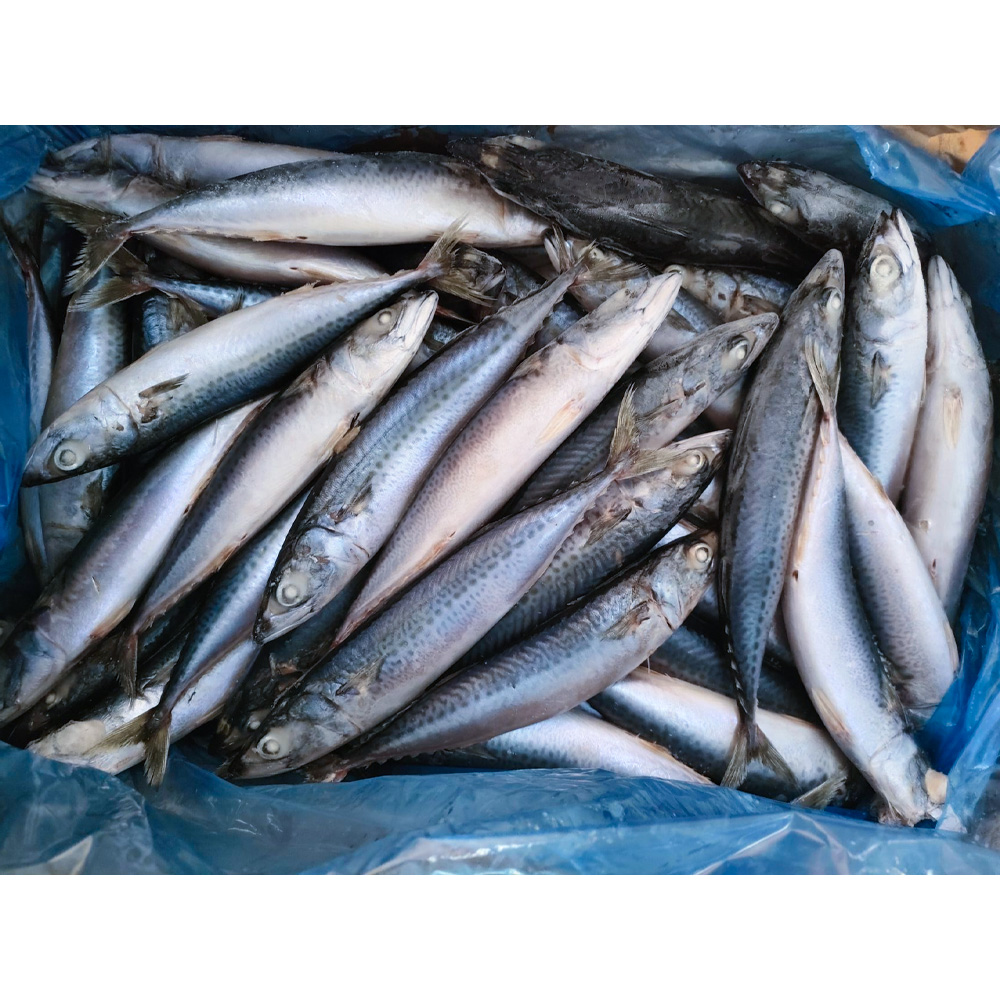 Frozen Pacific Mackerel Fish Whole Round IQF Big Size 300-500G Frozen Pacific And Mackerel Fish