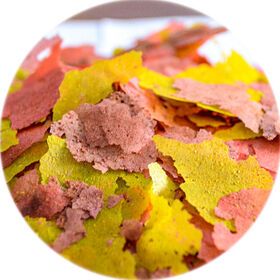 Bulk package Guppy flakes of flakes fish food