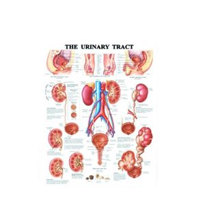cheap custom 3d embossed pvc poster printing/medical posters and charts