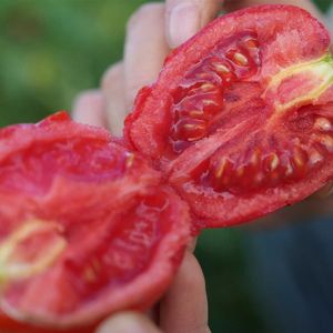 Hot Sale Fresh Tomato Canned Peeled Tomato High Quality Wholesale Price Canned Food