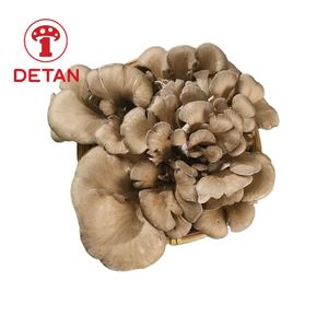 DETAN Export fresh Maitake Mushroom hen of the woods wholesale