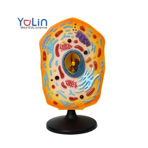 Teaching Instrument Education Equipment Animal Cell Model Biological Teaching Resources educational plant cell model