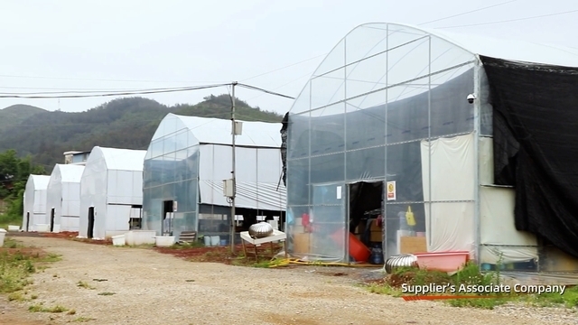 Huiyang (Yunnan) Import and Export Co., Ltd. Preserved Rose