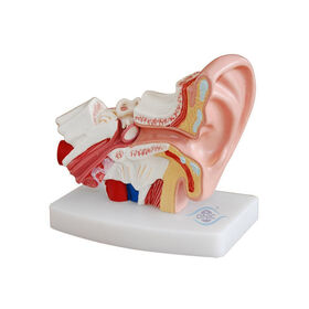 Anatomy Human Ear Model teaching Anatomical models
