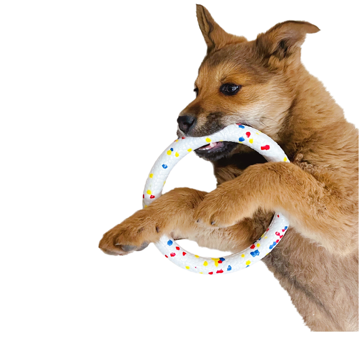 Nantong Kaipi Import And Export Co., Ltd. Wholesale Eco-friendly ETPU Dog Biting Ring Puppy Training Chew Toys Pet Supplies for Aggressive Chewers