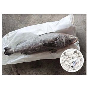 Frozen Brown Croaker Gutted Big Size Fish Giant Seafood For Africa Market