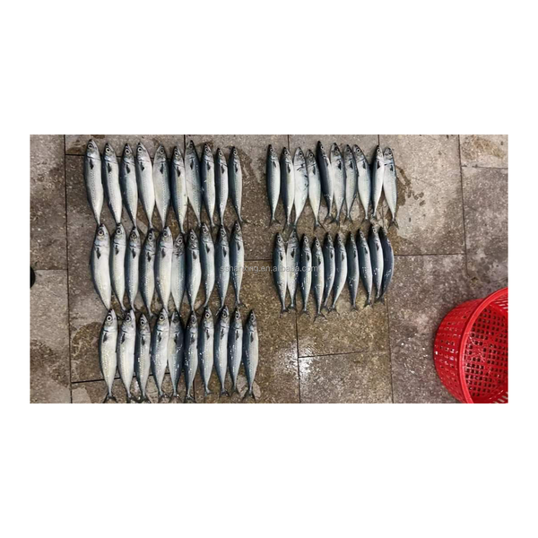 seafood mackerel 80-100g IQF with high quality from Coastal China for market