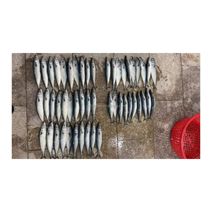 seafood mackerel 80-100g IQF with high quality from Coastal China for market