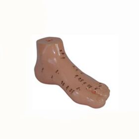 teaching foot acupuncture model 13cm for students learning