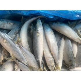 Chinese Pacific Mackerel Canned Pacific Mackerel Wholesale Fish Frozen Pacific Mackerel