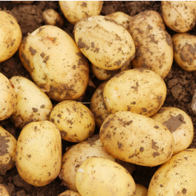 Fresh Vegetables Fresh Potato Price Per Ton