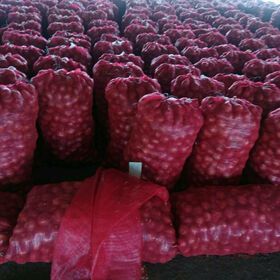 Fresh white Onion white onion 50mm size fresh yellow onions Available in Bulk