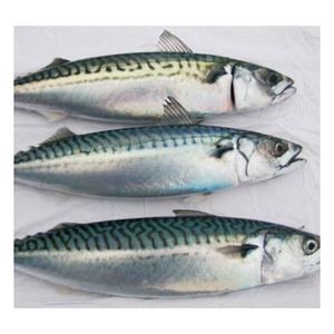 Hanshing Frozen Atlantic Mackerel Fish eat Seafrozen Fresh Best Price short body sea fish mackerel fish
