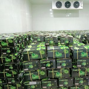 Wholesale 100% Natural Organic Seedless Limes Fresh Green Lemons from Hoang Kim Vietnam Sweet Taste Matured through Nature