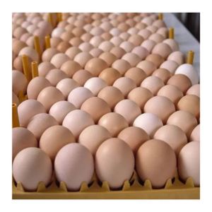 Wholesale Fresh Chicken Table Eggs - Farm Fresh, High Quality, Best Prices for Bulk and Retail Markets