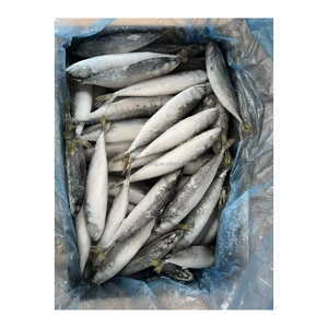 Hanxing seafood pacific frozen mackerel fish 60-80pcs for Vietnam market BQF frozen mackerel