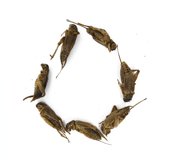 Wholesale Eco-friendly Freeze-dried Crickets Pet Food Small Animal Birds Reptiles Dried Cricket Pet Snack Food