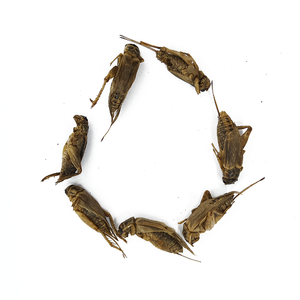 Wholesale Eco-friendly Freeze-dried Crickets Pet Food Small Animal Birds Reptiles Dried Cricket Pet Snack Food