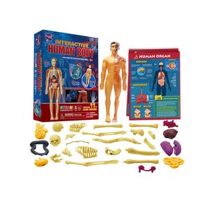 Hot Selling 3D Human Body Model Toy Set For Kids Learning Human Body Science Kit Removable Parts and Guide STEM Educational Kit