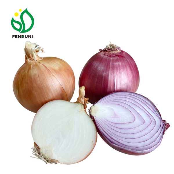 Chinese Onion Wholesale Price Healthy Organic Fresh Vegetables Red Yellow Yellow onion for Japan