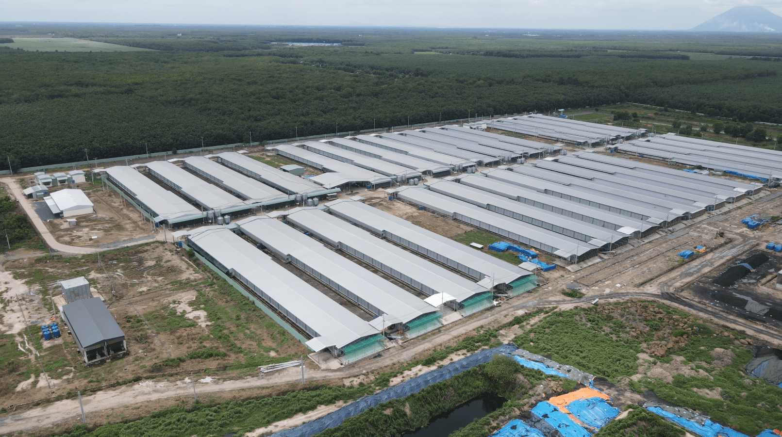 QL FARMS (TAY NINH) LIABILITY LIMITED COMPANY Organic Fertilizer