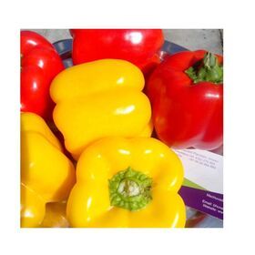 Quality Grade 100% Fresh & Natural Color Capsicum / Bell Pepper Fresh Exotic Vegetables Manufacturer From India