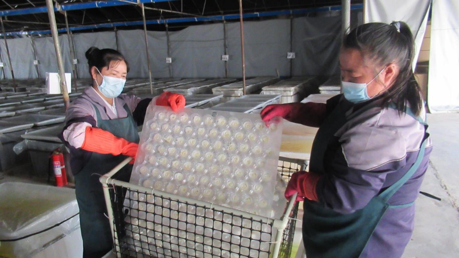 Yunnan Airui Floral Science and Technology Co., Ltd. Kunming Branch factory image 4