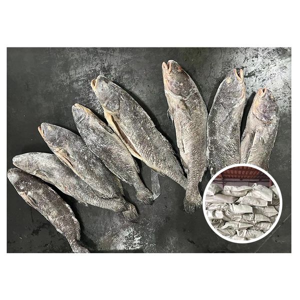 Farm Raised Chinese Croaker Fish Gutted Bulk Frozen Brown Croaker