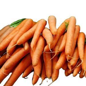 Chinese Fresh Organic Carrots Best Selling Healthy Vegetables Farm Lowest Prices