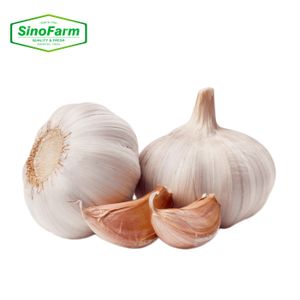 China High Quality Fresh Garlic In Bulk Farm Cheap Price Wholesale Purple White Garlic