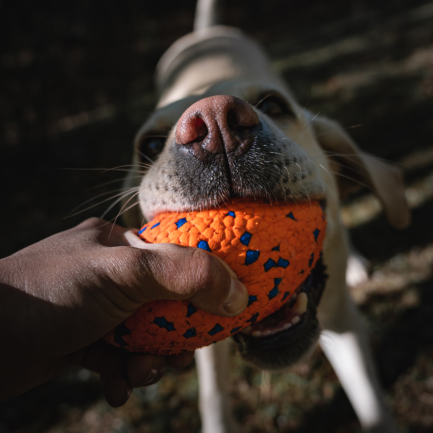 Nantong Kaipi Import And Export Co., Ltd. Feisty Pets Chew Vent Toy Ball ETPU Bite Resistant and Floatable TPR Funny & Durable Pet Dog Toys for Cats