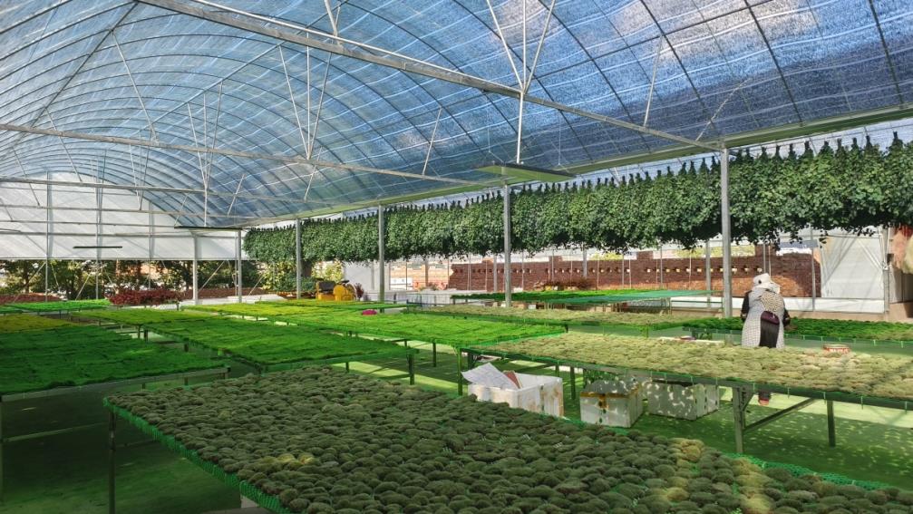 Qilixiang Flower (kunming) Co., Ltd. factory image 5
