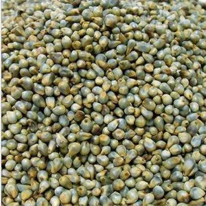Millet (Bajra)-Healthy and Nutritious Whole Grain Food
