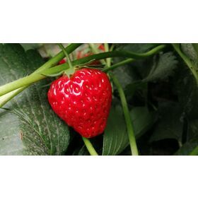 Sinocharm BRC A Whole 25-35mm IQF Fruit Supplier Frozen Strawberry Price of Strawberry Frozen