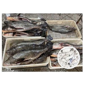 5-8kg Farm Frozen Gutted Brown Croaker For Senegal