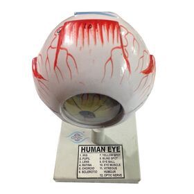 Education Human eye Structure Human Eye Anatomical Model Pvc Anatomy  Model