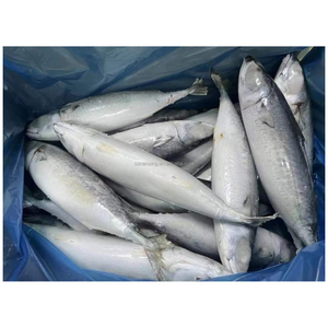 Hanshing frozen mackerel fish pacific mackerel fish scomber japonicus export frozen pacific mackerel price