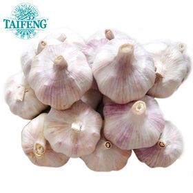 China fresh garlic 2021 CROP