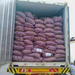 PT Agro Wijaya Ginger