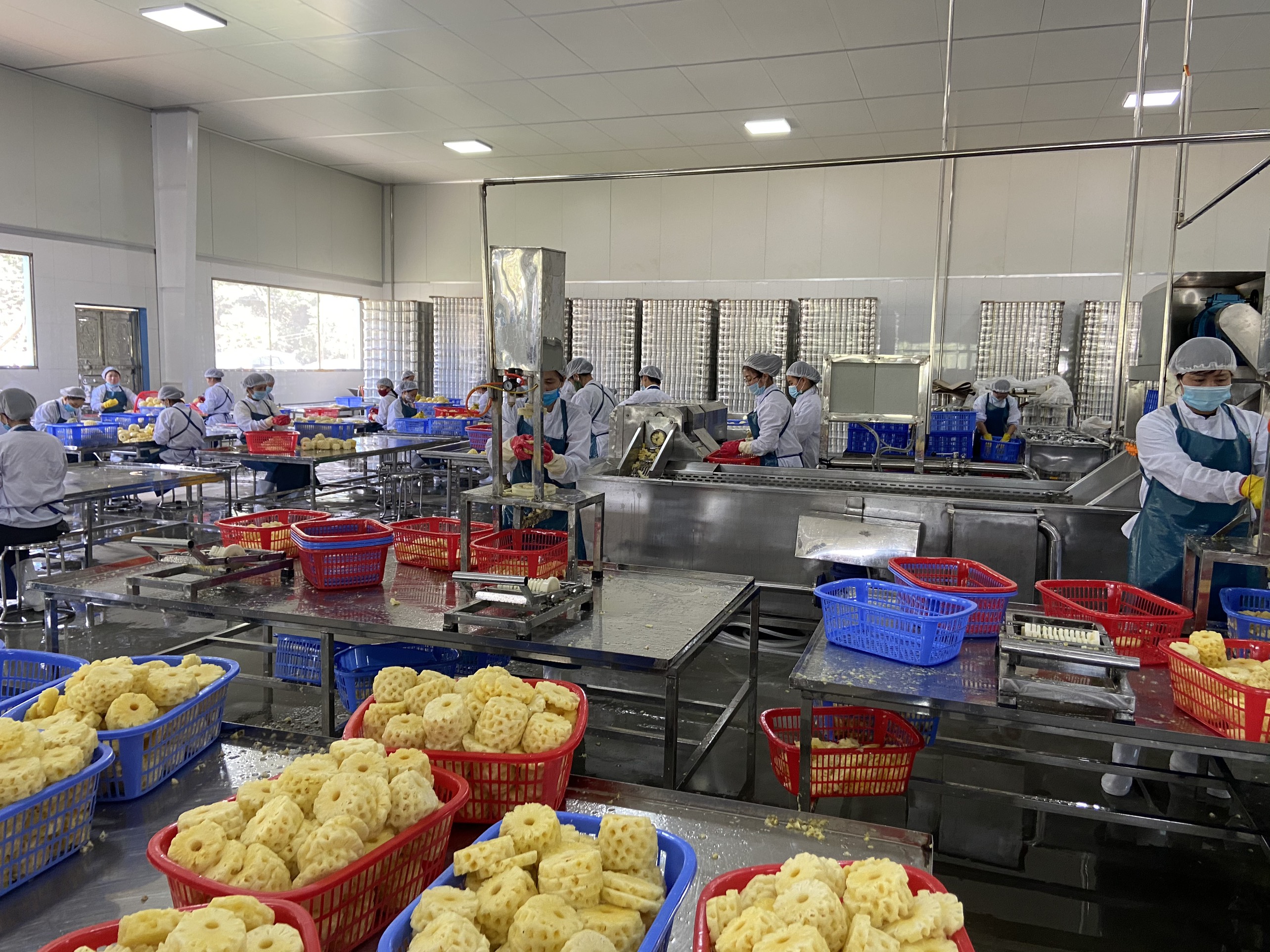 TAKIMEX GLOBAL CO., LTD dried sargassum seaweed