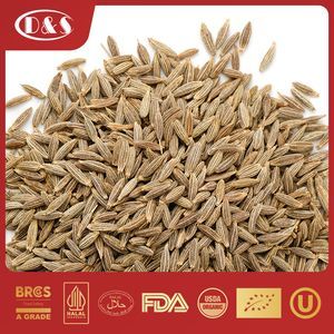 Cumin Seed Spice Powder Cyminum L. Seasonings Herbs Cumin Cuminum