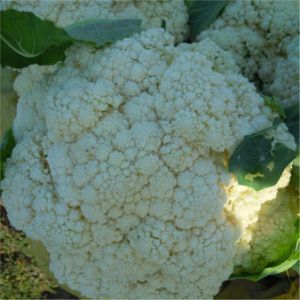 Frozen Vegetables IQF Frozen Cauliflower Grade a 1-3cm, 2-4cm, 3-5cm, 4-6cm