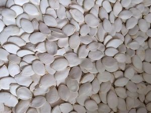 Seed Pumpkin A Grade Dried Snow White Pumpkin Seeds