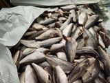2024 New Catch Processing Frozen Horse Mackerel Hgt Trachurus Japonicus