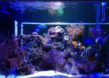 LED Aquarium Light (JJ-WP-GLN9W-L9)