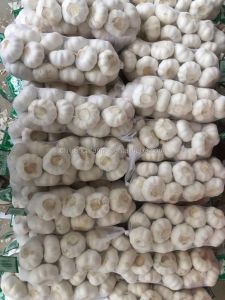 Fresh Garlic 6.0cm Price of Garlic