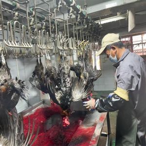 Automatic Complete Poultry Chicken Slaughter Line/Feather Plucker /Slaughtering Equipment