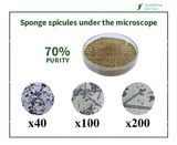 Hydrolyzed Sponge Spongilla Spicules Powder Cosmetic High Quality