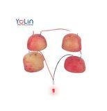 Student Learning Science Educational Stem Toy Electronic Teaching Aids DIY Scientific Experiment Fruit Generator Kits