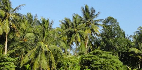 Desiccated Coconut 250g, Fine Grade